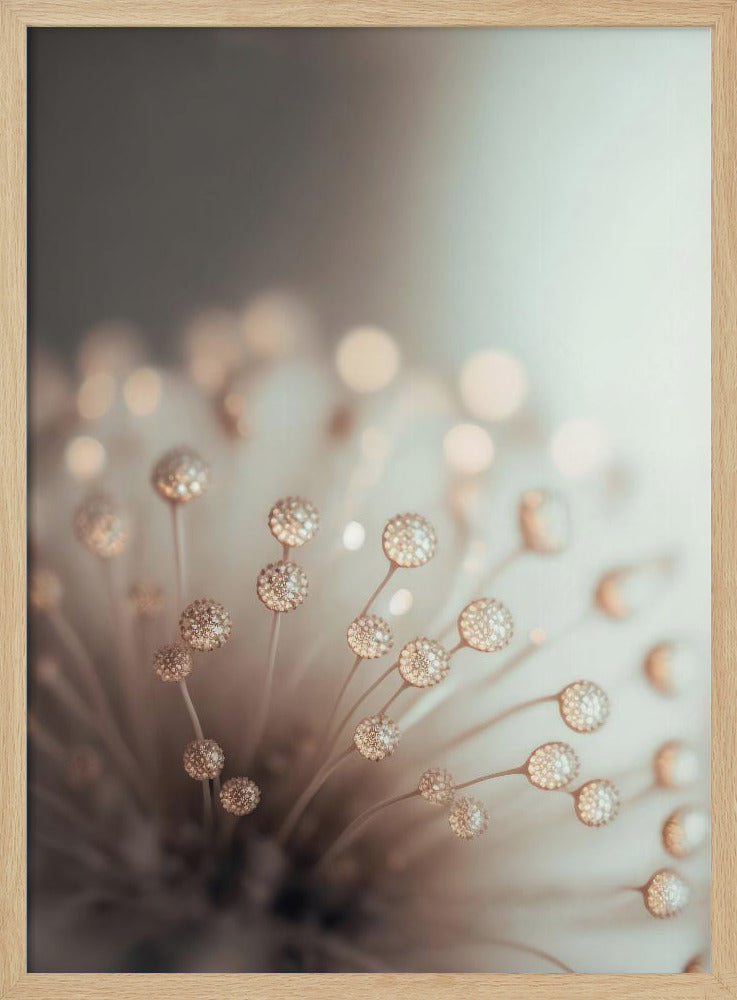Dreamy Dandelion | Poster