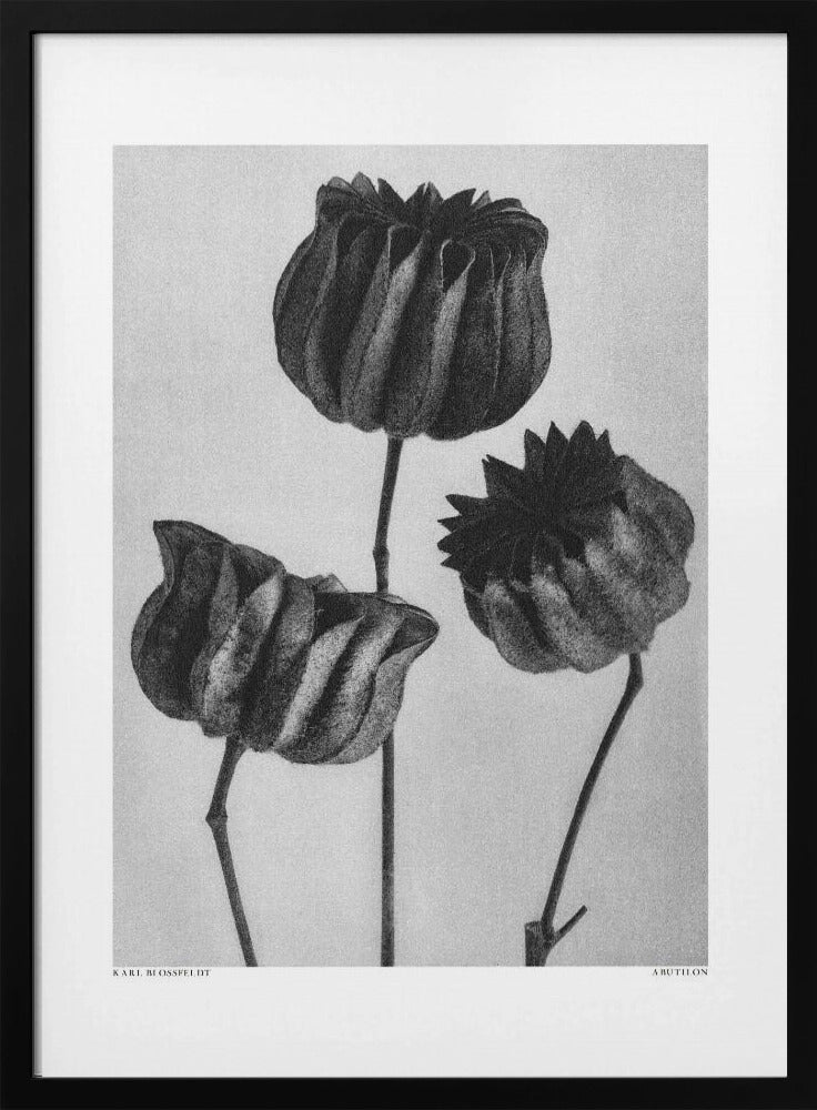 Abutilon (Limoenkaasjeskruid | Poster