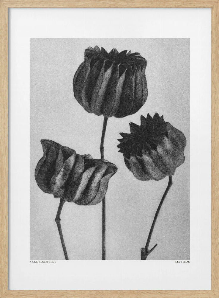 Abutilon (Limoenkaasjeskruid | Poster
