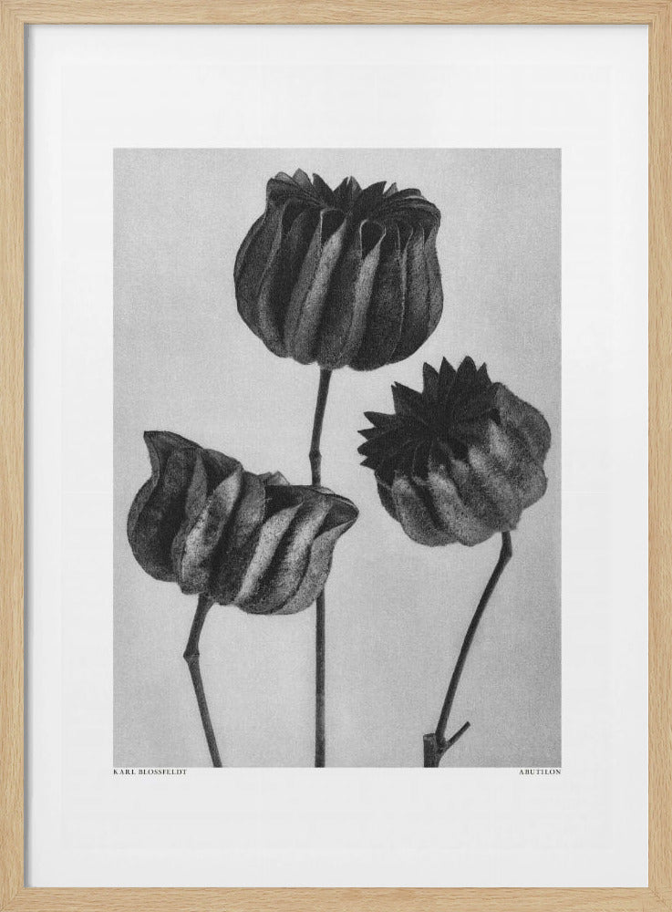 Abutilon (Limoenkaasjeskruid | Poster