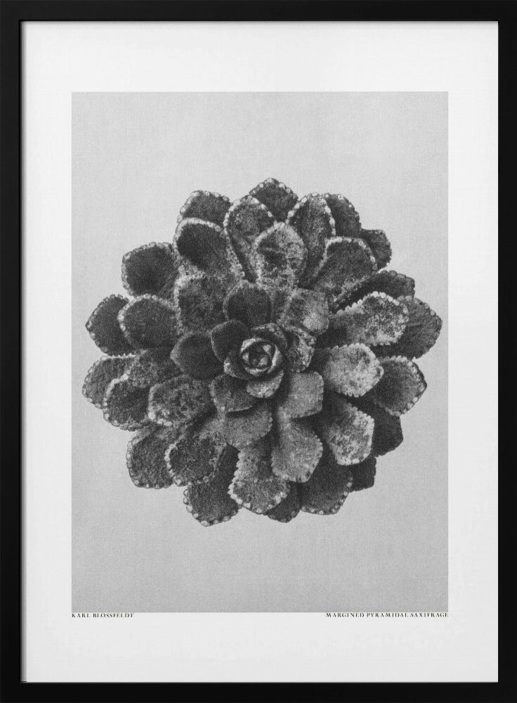 Randpiramidale steenbreek | Poster