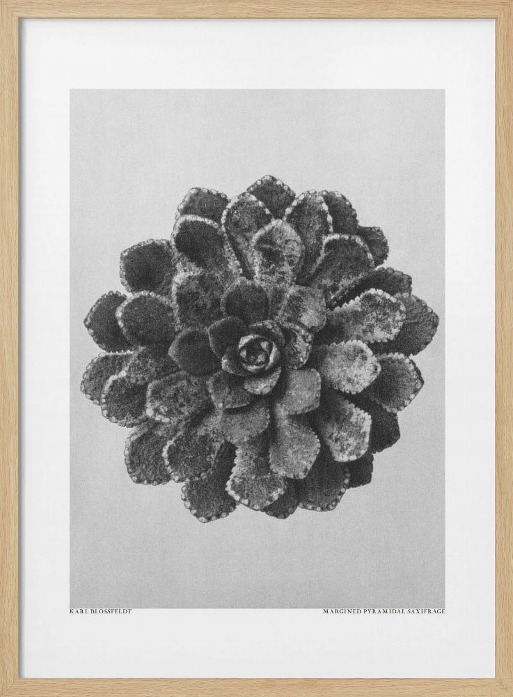 Randpiramidale steenbreek | Poster