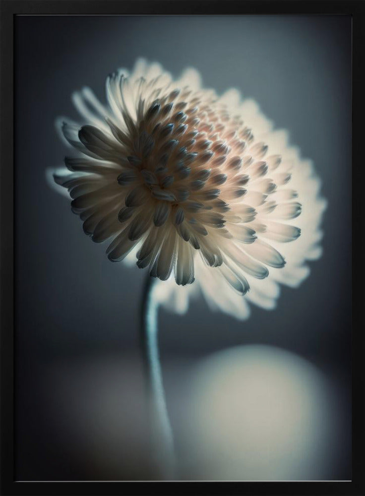 Lichtgevende Bloesem | Poster