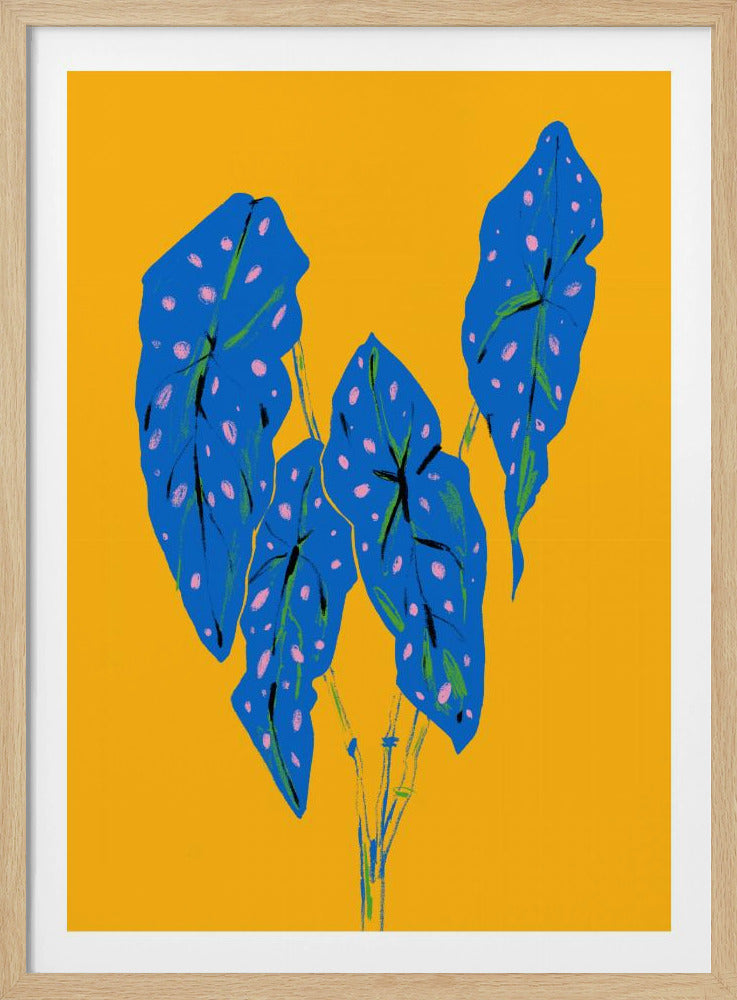 Begonia Maculata Blauw en Geel | Poster