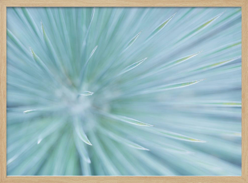Zachte Spikes | Poster