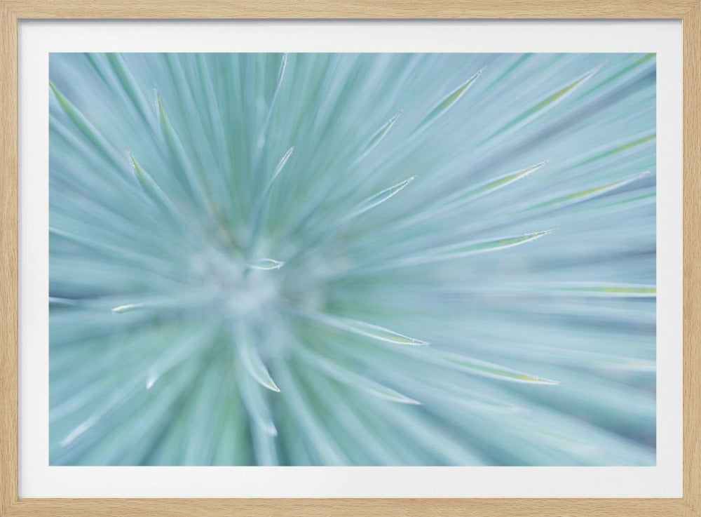 Zachte Spikes | Poster