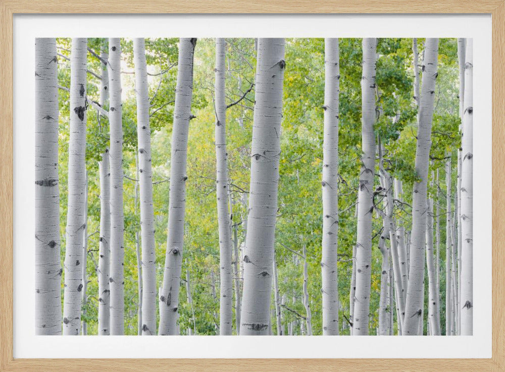 Berkenbos | Poster