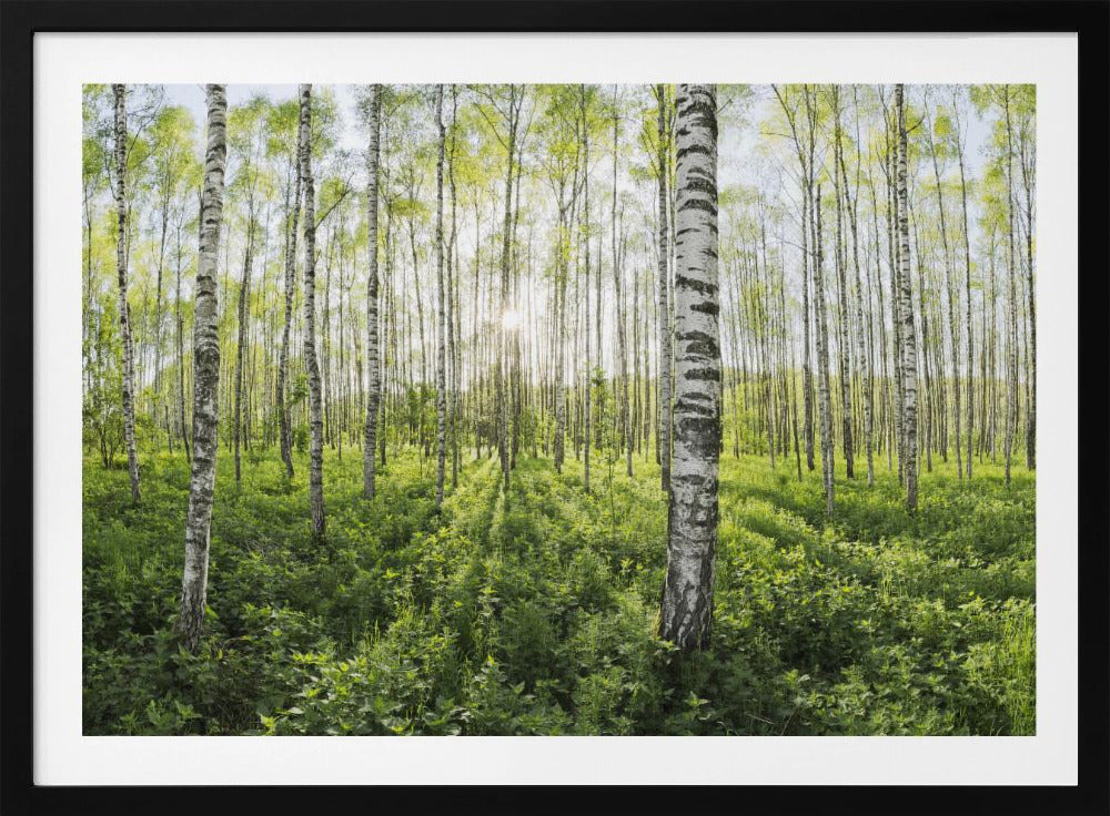 Spring in the Birch Forest | Poster