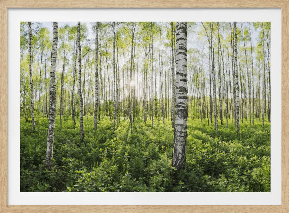 Spring in the Birch Forest | Poster