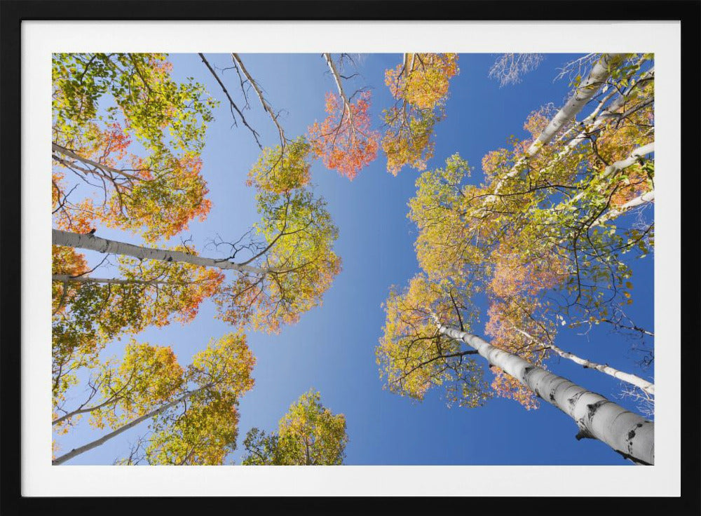 Herfstberken | Poster