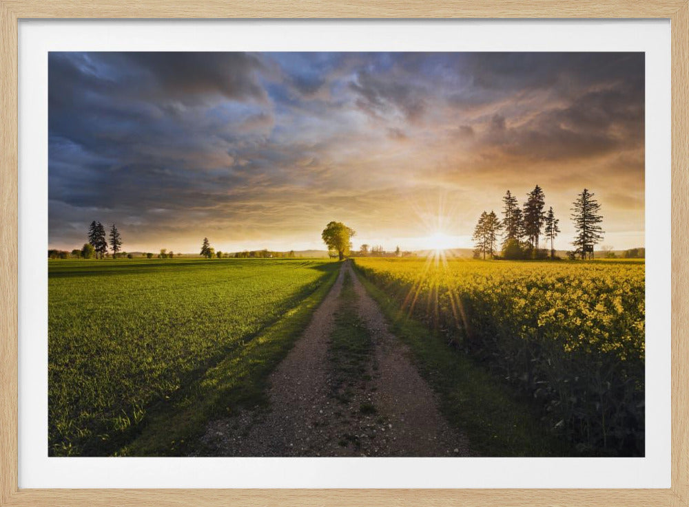 Zomerweide | Poster