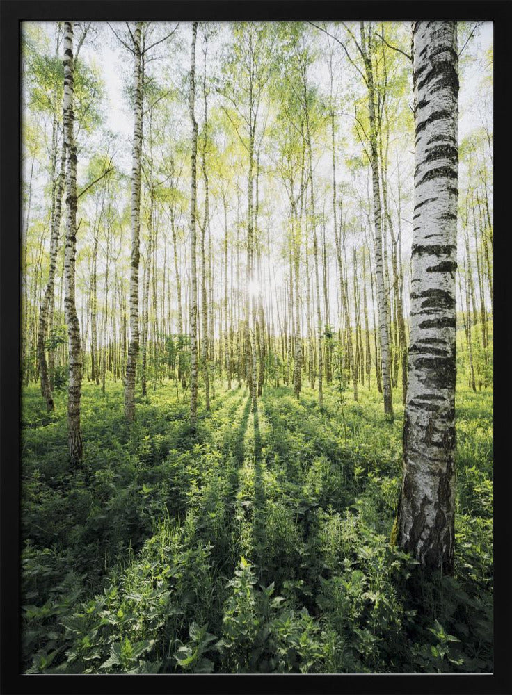 Birch Grove verticaal | Poster