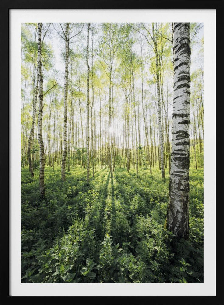 Birch Grove verticaal | Poster