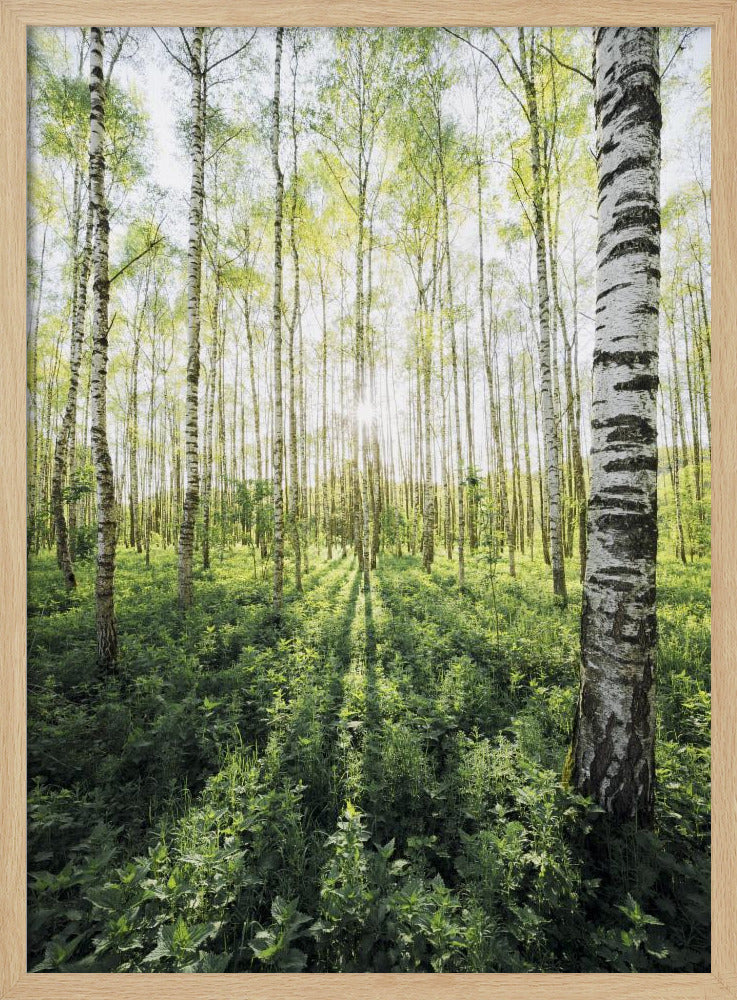 Birch Grove verticaal | Poster