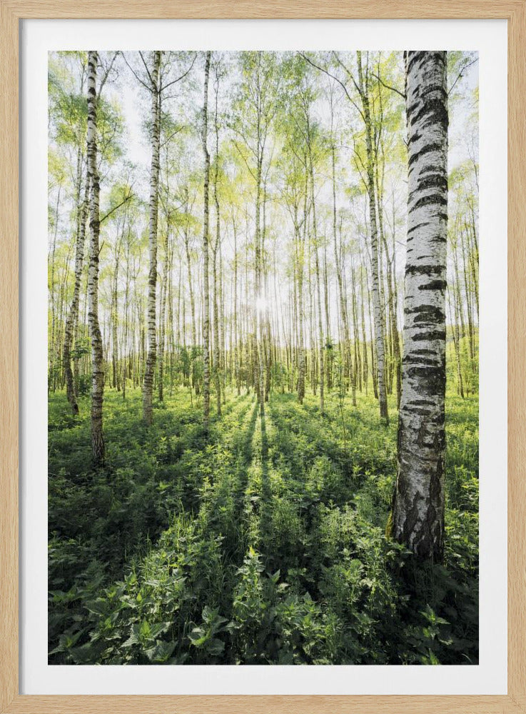 Birch Grove verticaal | Poster