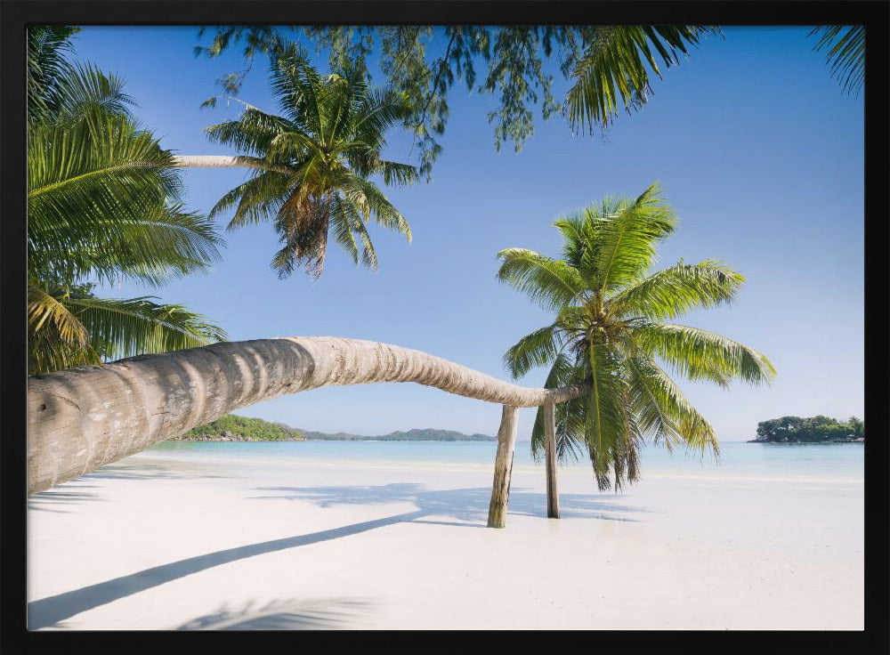 Tropische palm | Poster