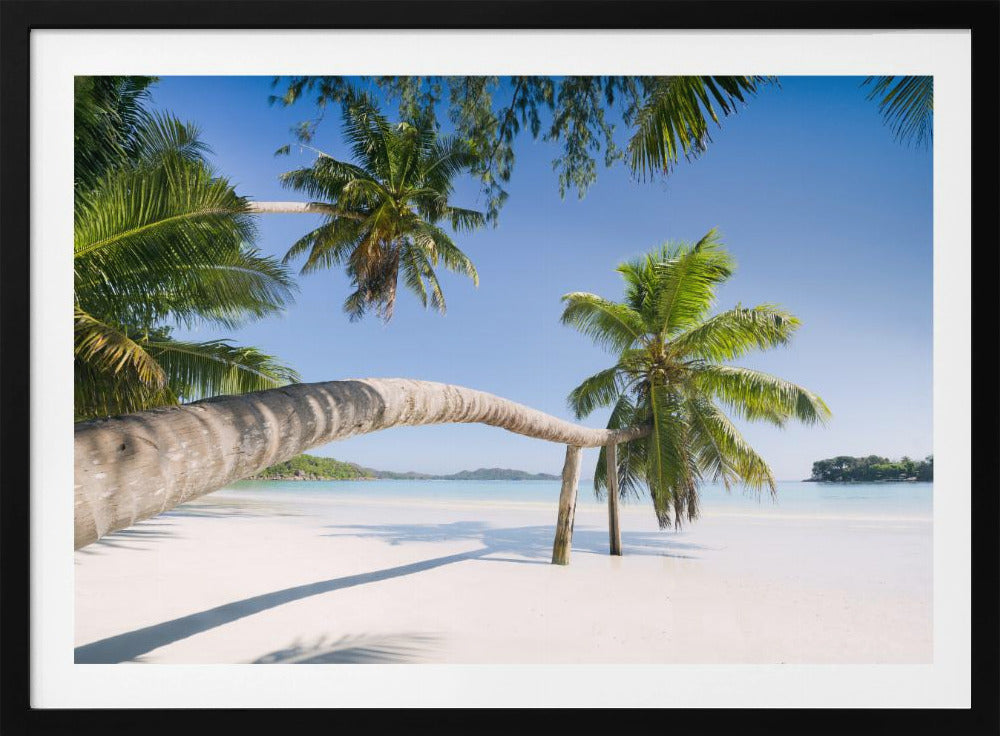 Tropische palm | Poster