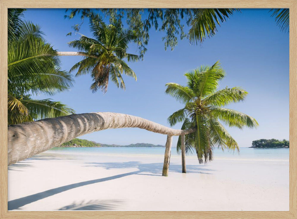Tropische palm | Poster