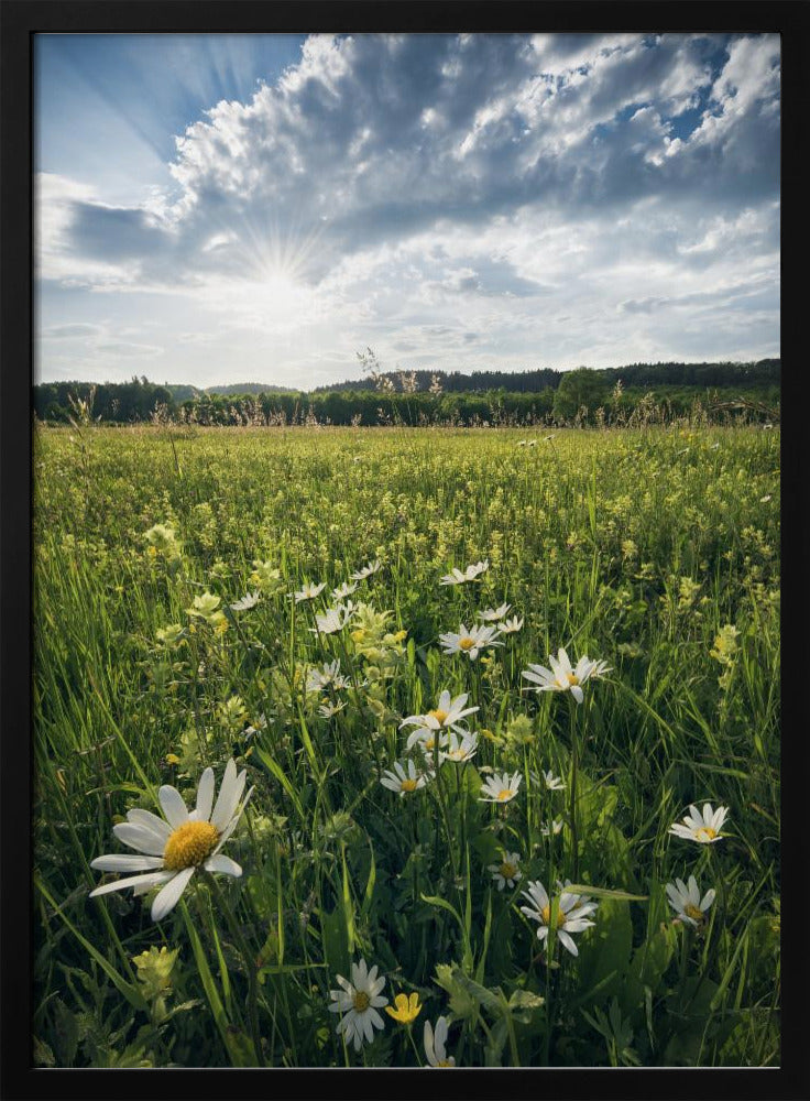 Bloeiende weide | Poster