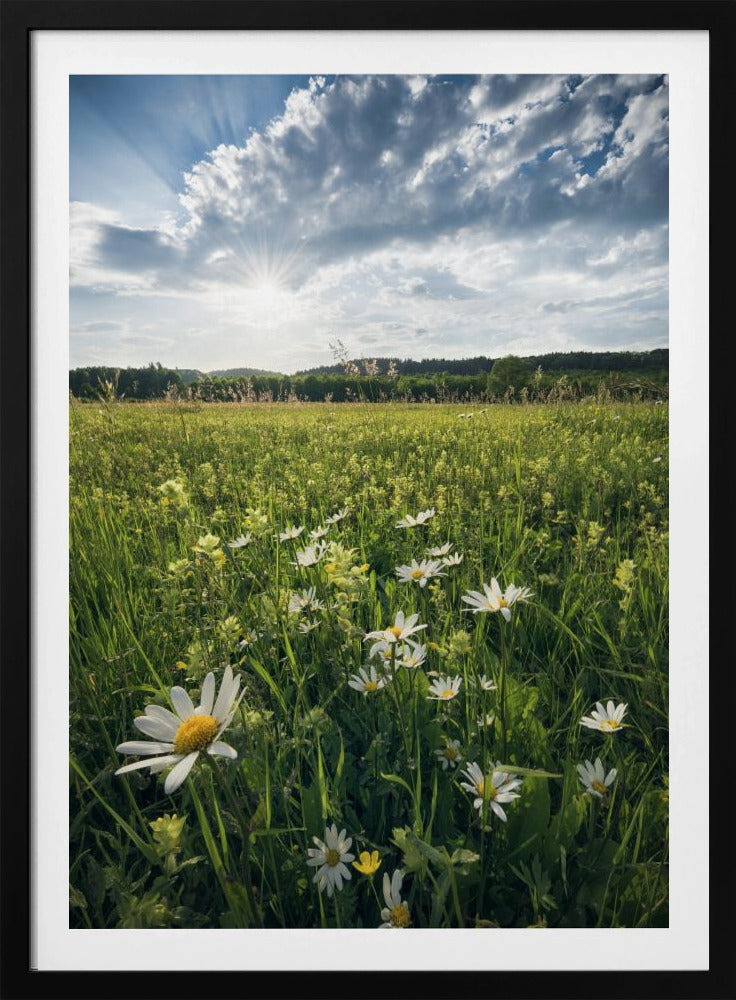 Bloeiende weide | Poster