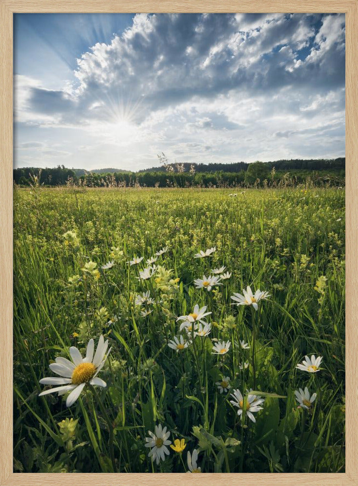 Bloeiende weide | Poster