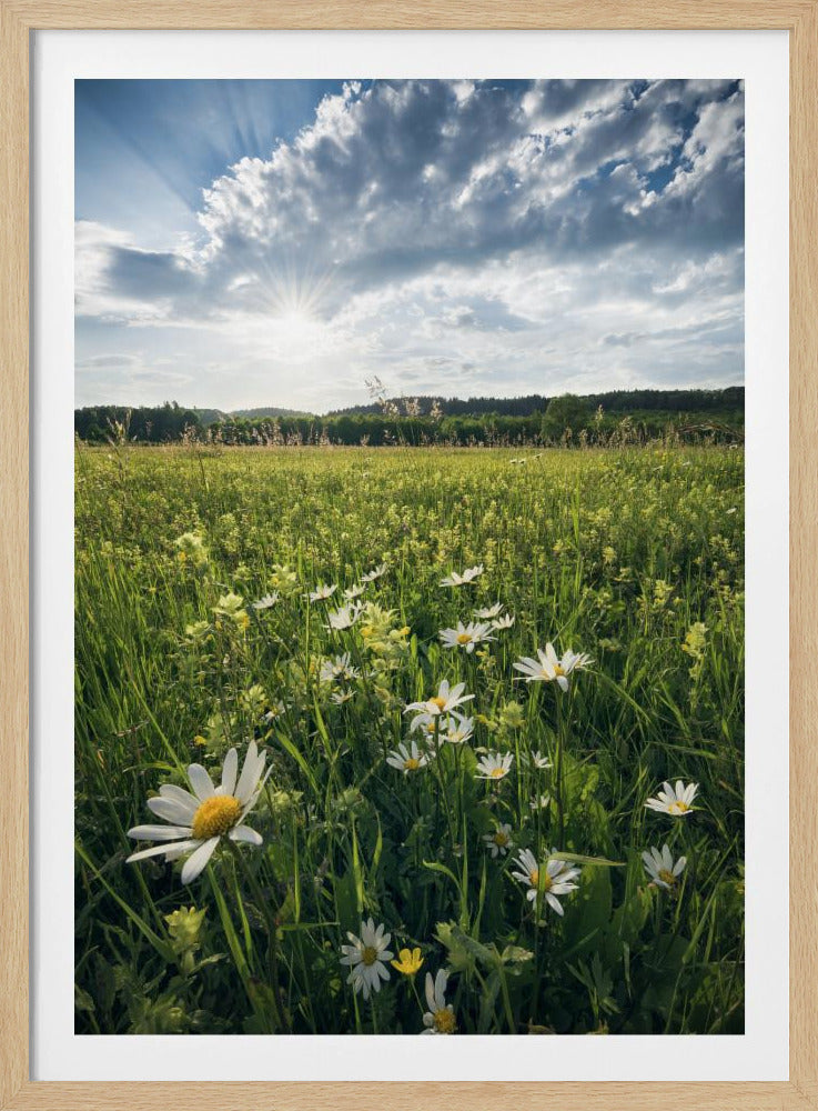 Bloeiende weide | Poster