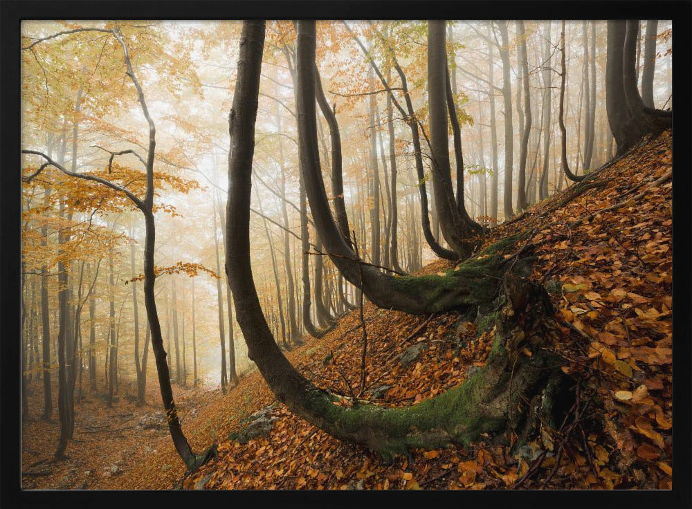Mystiek herfstbos | Poster