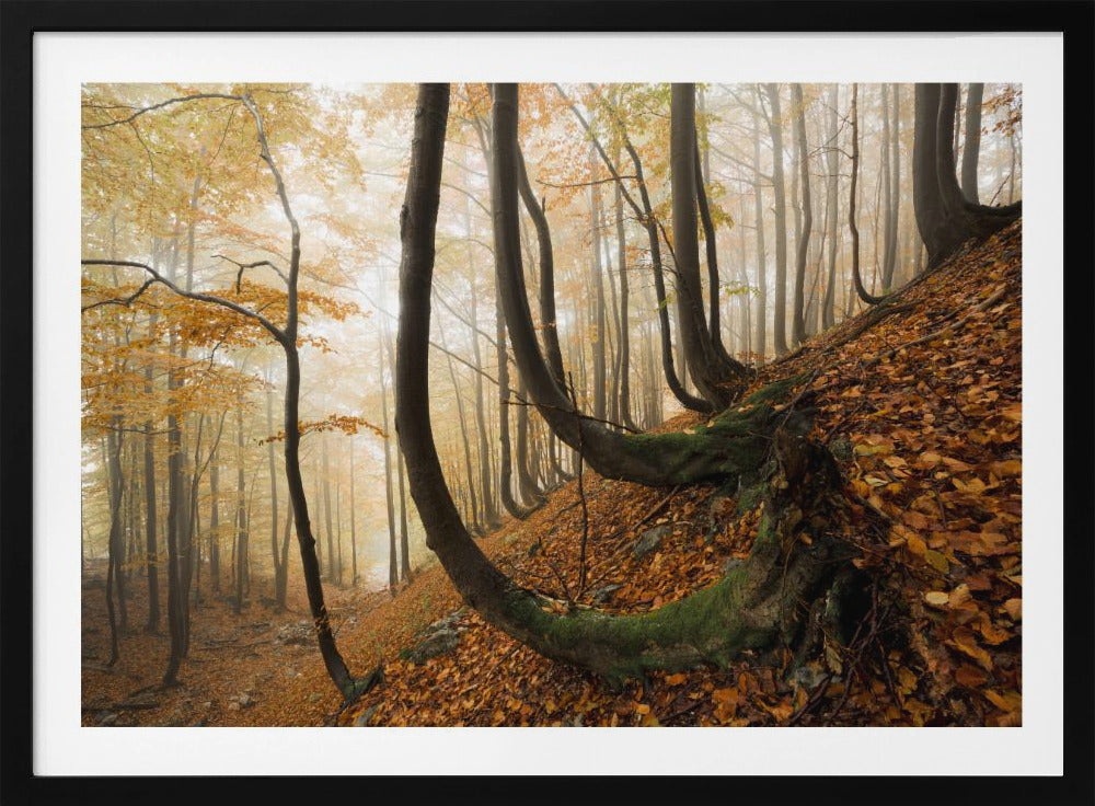 Mystiek herfstbos | Poster