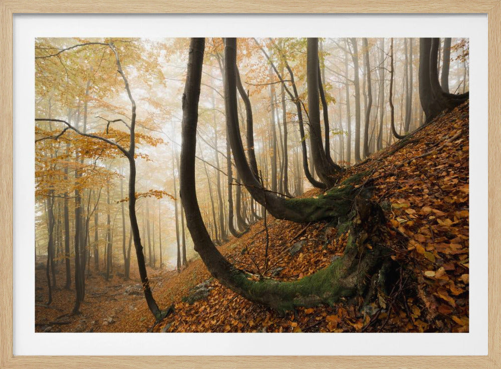 Mystiek herfstbos | Poster