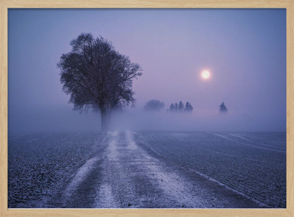 Maanverlichte pad | Poster