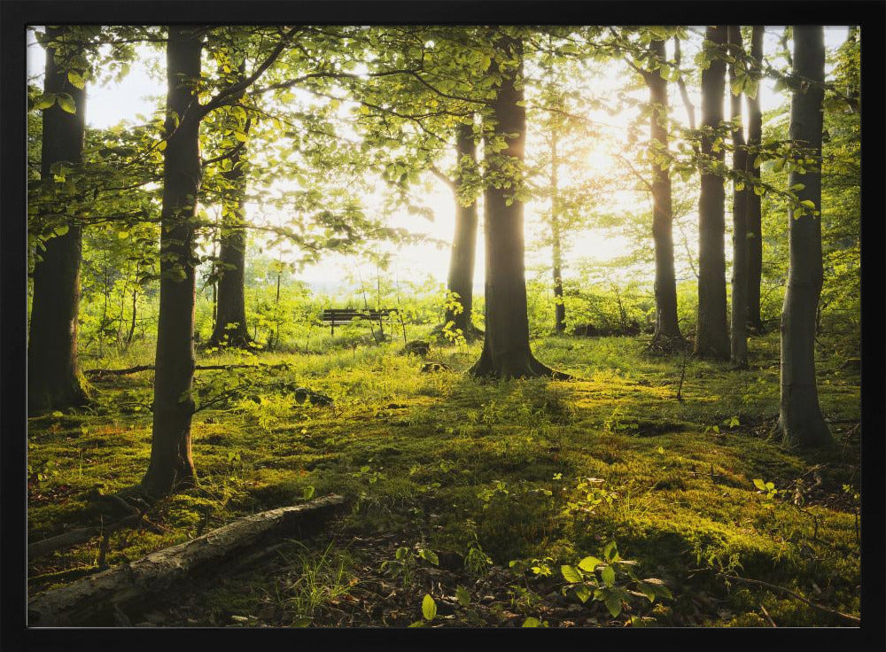 Zomer in het bos | Poster