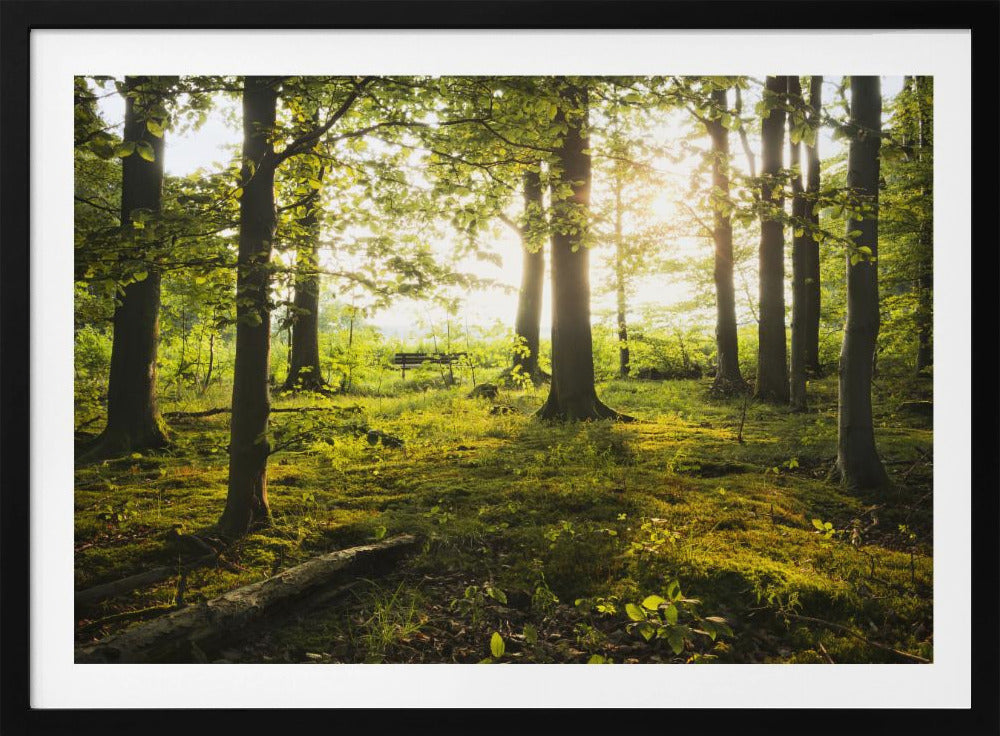 Zomer in het bos | Poster