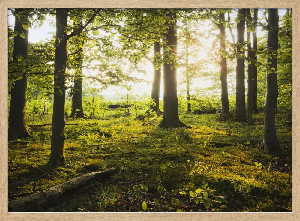 Zomer in het bos | Poster