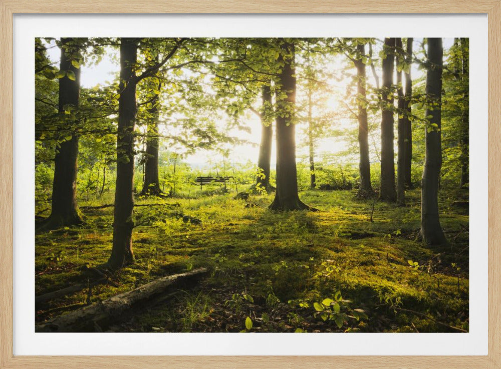 Zomer in het bos | Poster