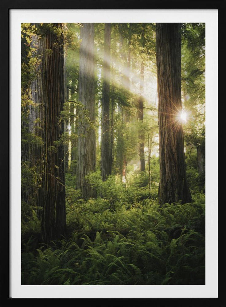 Sprookjesbos | Poster