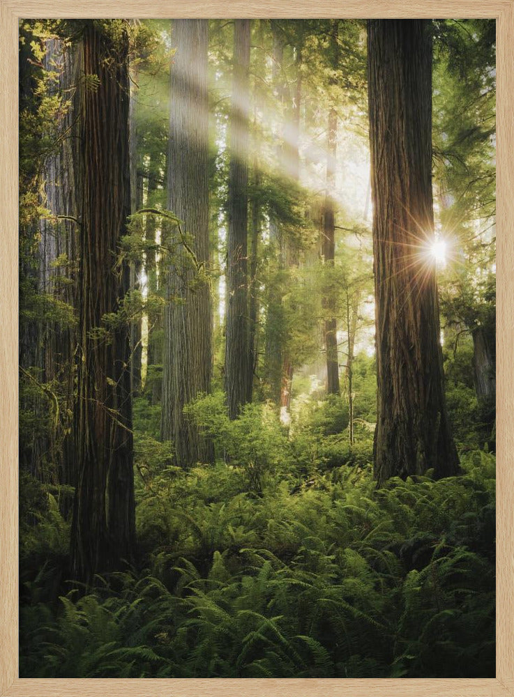 Sprookjesbos | Poster