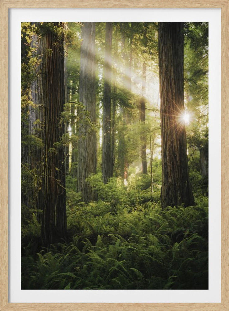 Sprookjesbos | Poster