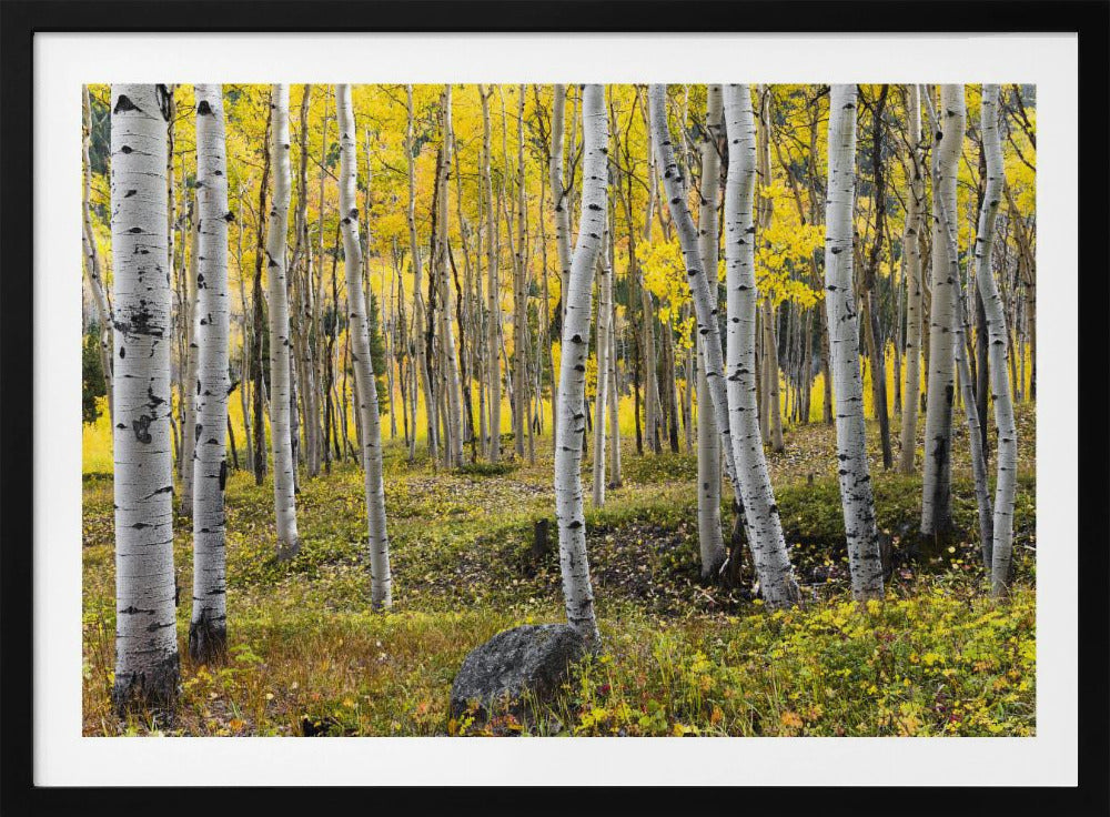 Herfstberken | Poster