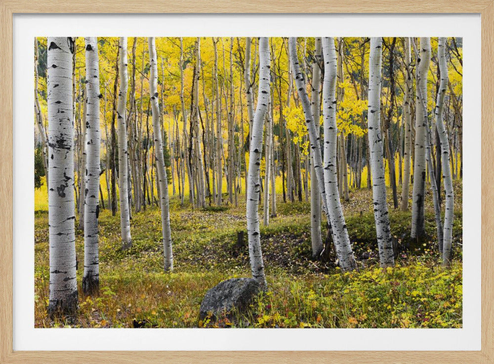 Herfstberken | Poster
