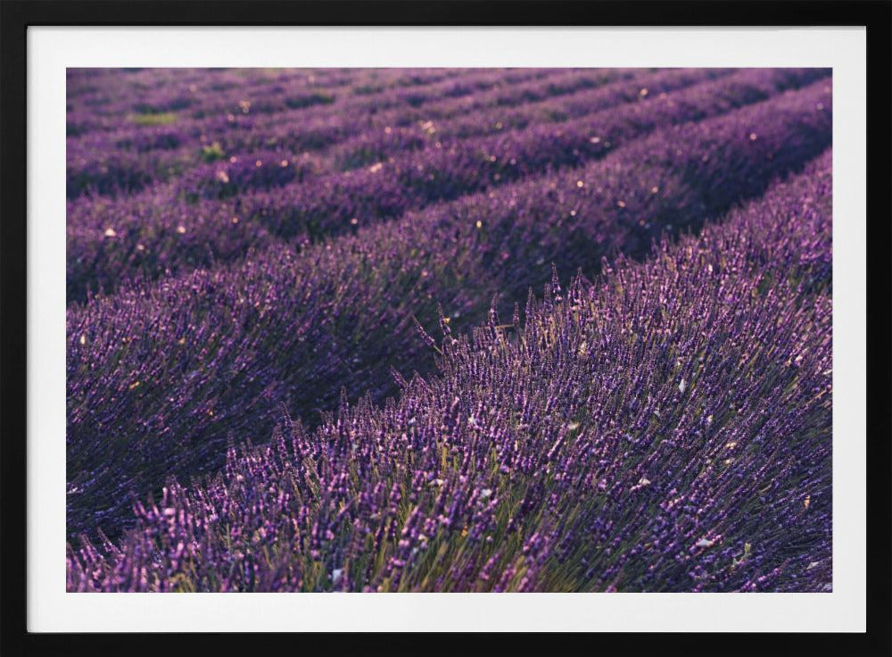 Provence Lavendel | Poster