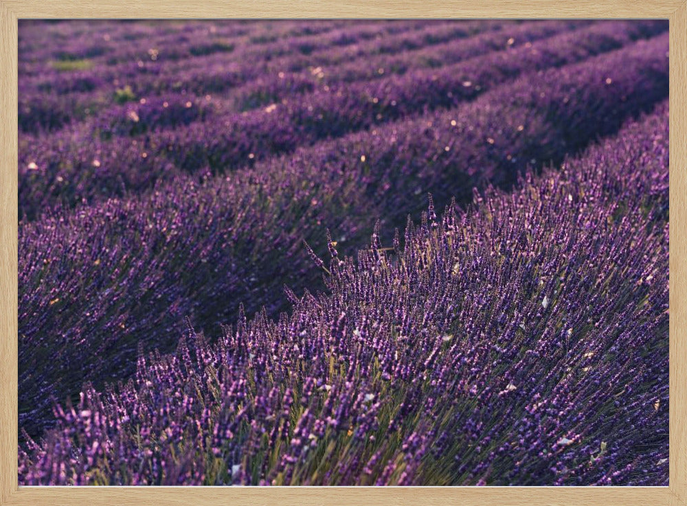 Provence Lavendel | Poster