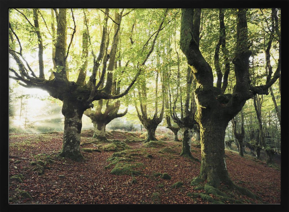 Magisch Bos | Poster