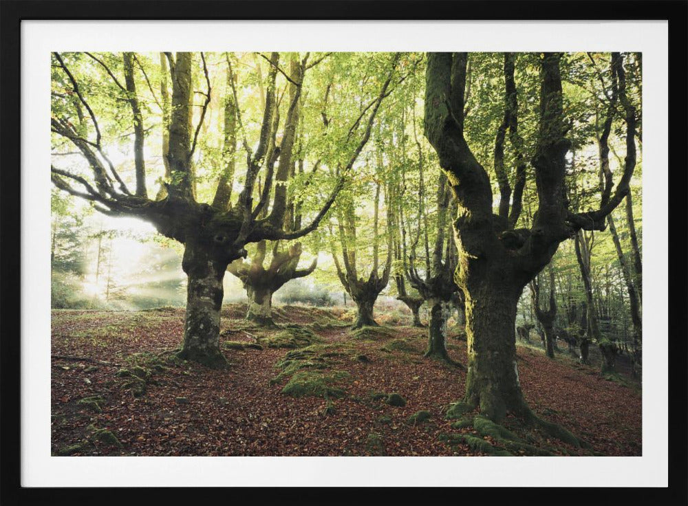 Magisch Bos | Poster