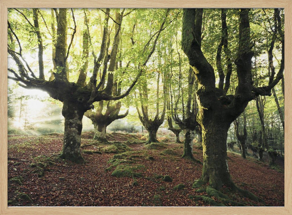 Magisch Bos | Poster