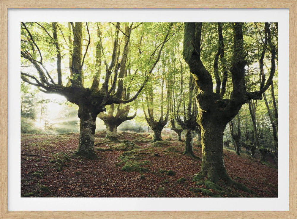 Magisch Bos | Poster