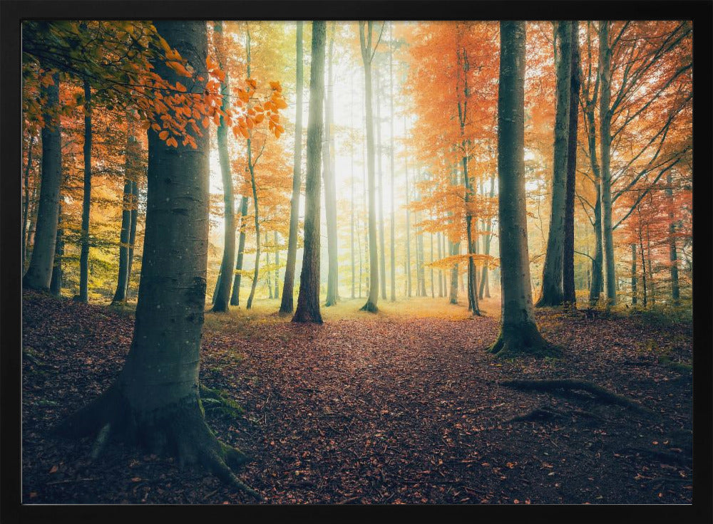 Herfst in het bos | Poster
