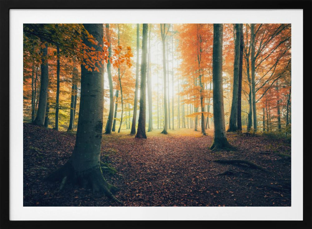 Herfst in het bos | Poster