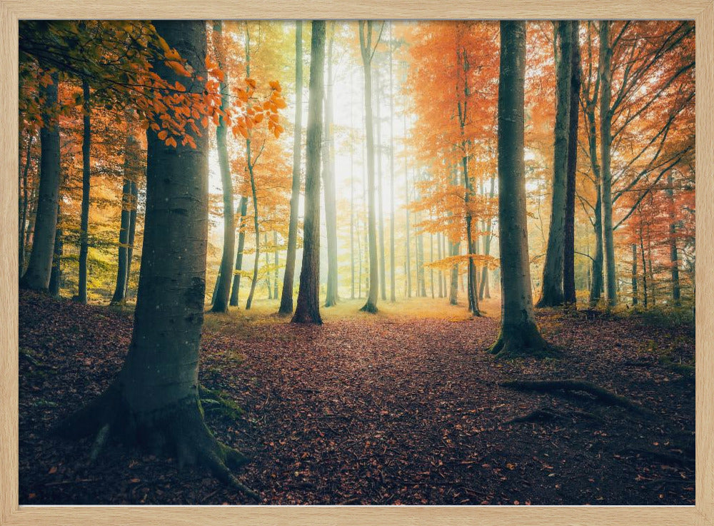 Herfst in het bos | Poster