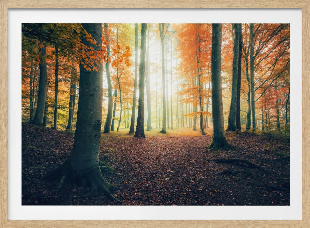 Herfst in het bos | Poster