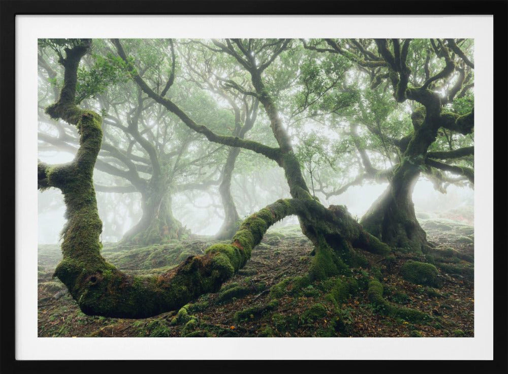 Mystiek Laurierbos | Poster